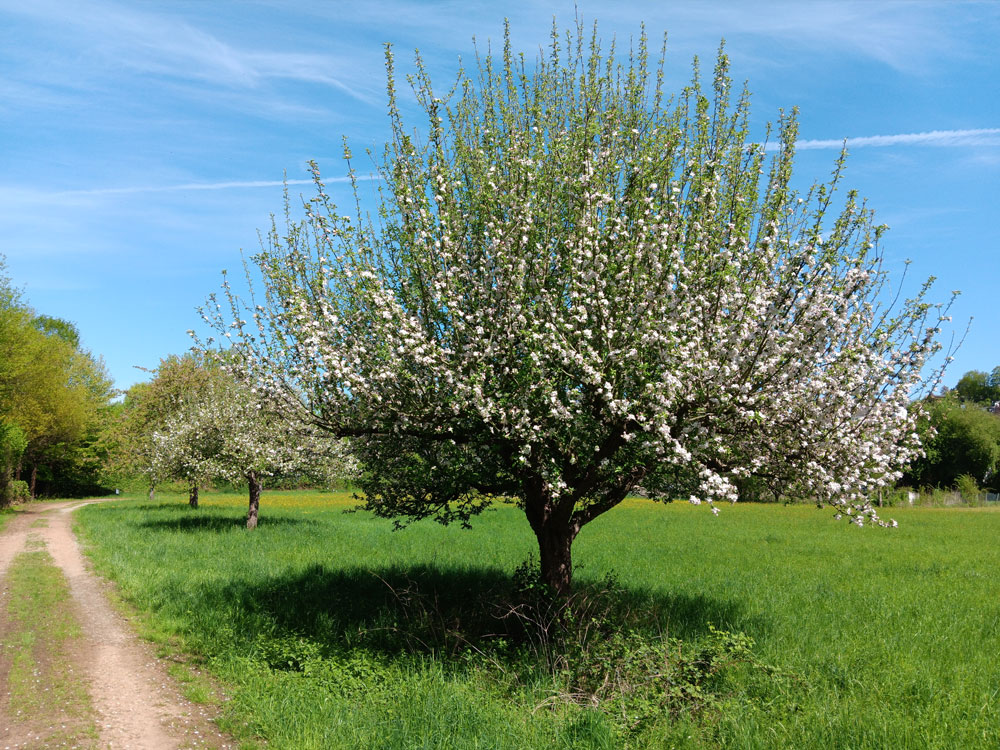 Fachingen Birlenbach-Fachingen